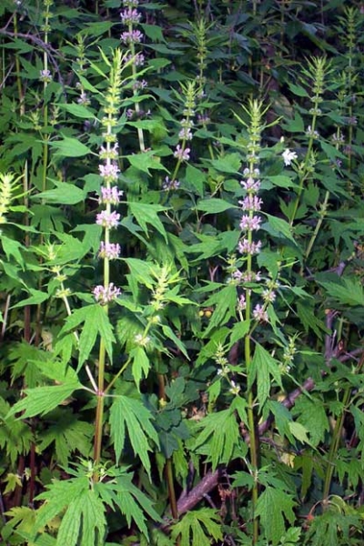 Herbal Anxiety Remedies on Herbal Remedies Against Stress And Anxiety