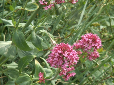 Herbal Anxiety Remedies on Herbal Remedies Against Stress And Anxiety