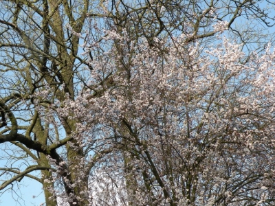 The Haspengouw in Belgium