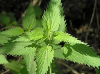 Herbal Anxiety Remedies on Effective Herbal Remedies For Menopause Women