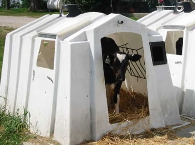 veal calf