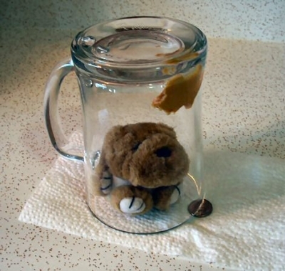 the glass jar or mug dead-fall trap has been triggered, capturing a mouse inside!