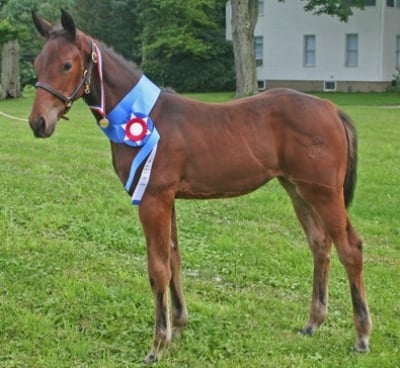 warmblood filly