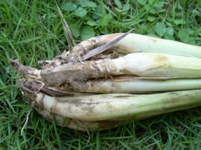 lemongrass