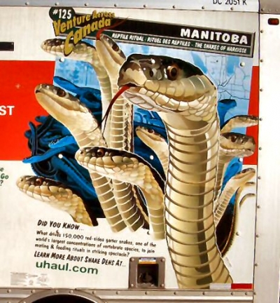 Manitoba (Canada) garter snake den where thousands of snake gather