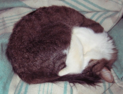 sleeping cat
